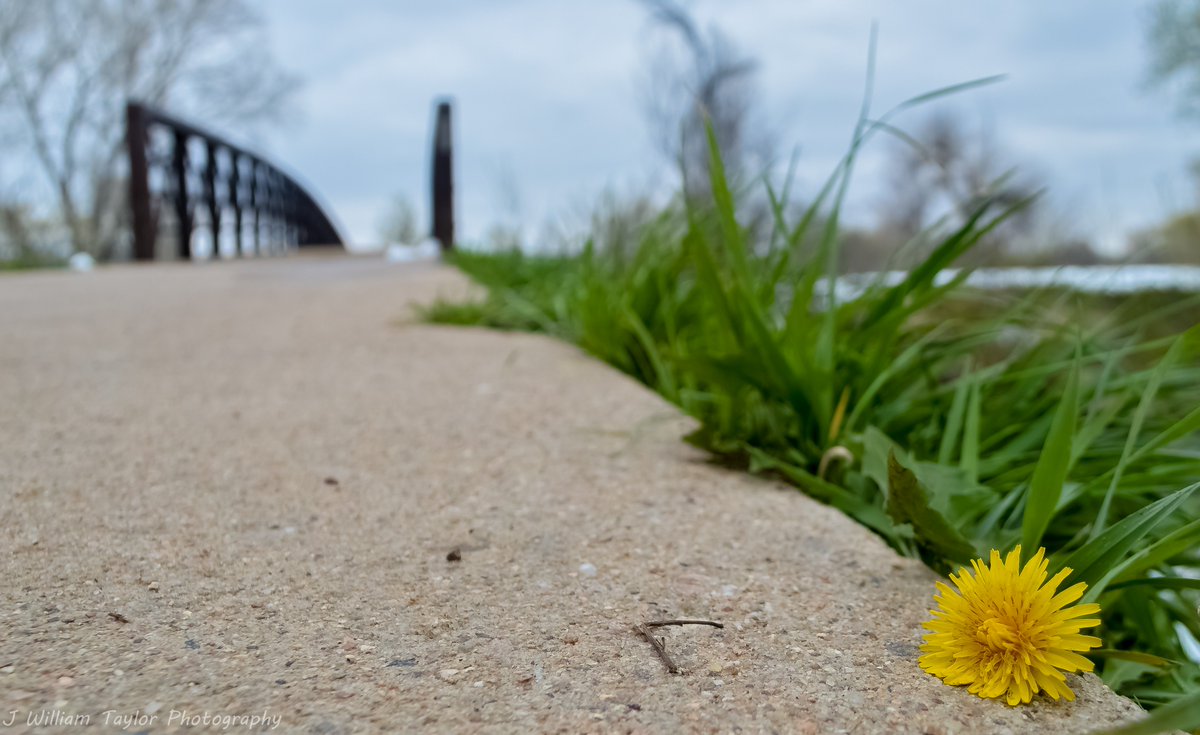 jbird_11_'s tweet image. Dandy walkway.  #colorada #denver #coloradophotograph #landscapephotography