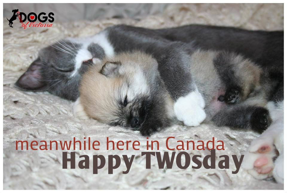 DogsofVictoria's tweet image. Meanwhile here in Canada #HappyTWOsday #whatdoyouknowaboutcanada #dogsoftwitter #dogblessAmerica facebook.com/dogsofvictoria/