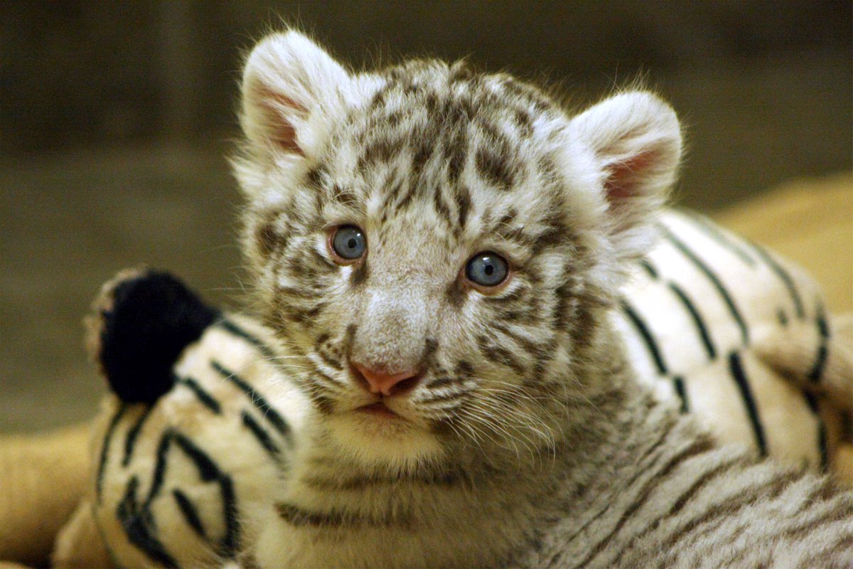 ZooWildlife's tweet photo. How adorable is our baby white tiger? We're just slightly obsessed! Hurry out for our #CubAPalooza, we have so many cubs right now! https://t.co/S5cgAaWAEN
