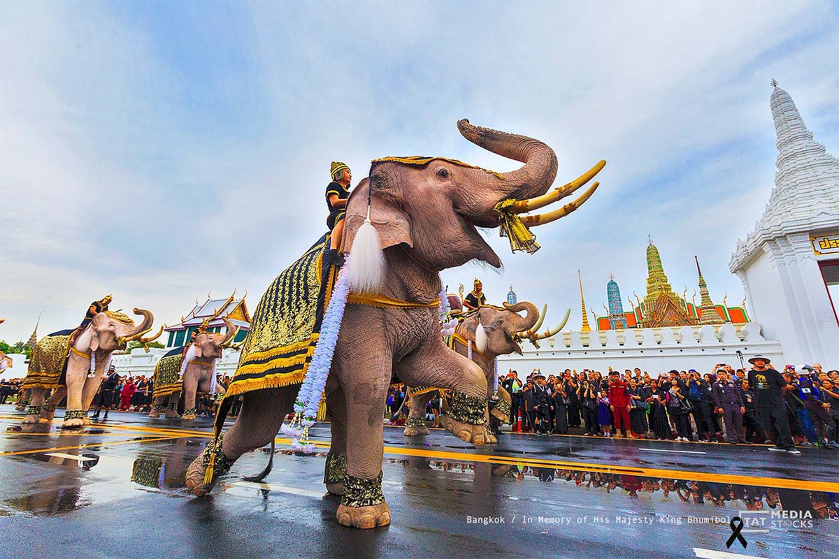 go2Thailand's tweet photo. ช้าง 11 เชือก จากจังหว��ดอยุธยา ถวายสักการะพระบรมศพ 
#เรารักในหลวง 
FB : TAT Photograph Section https://t.co/D98T5EpGvM