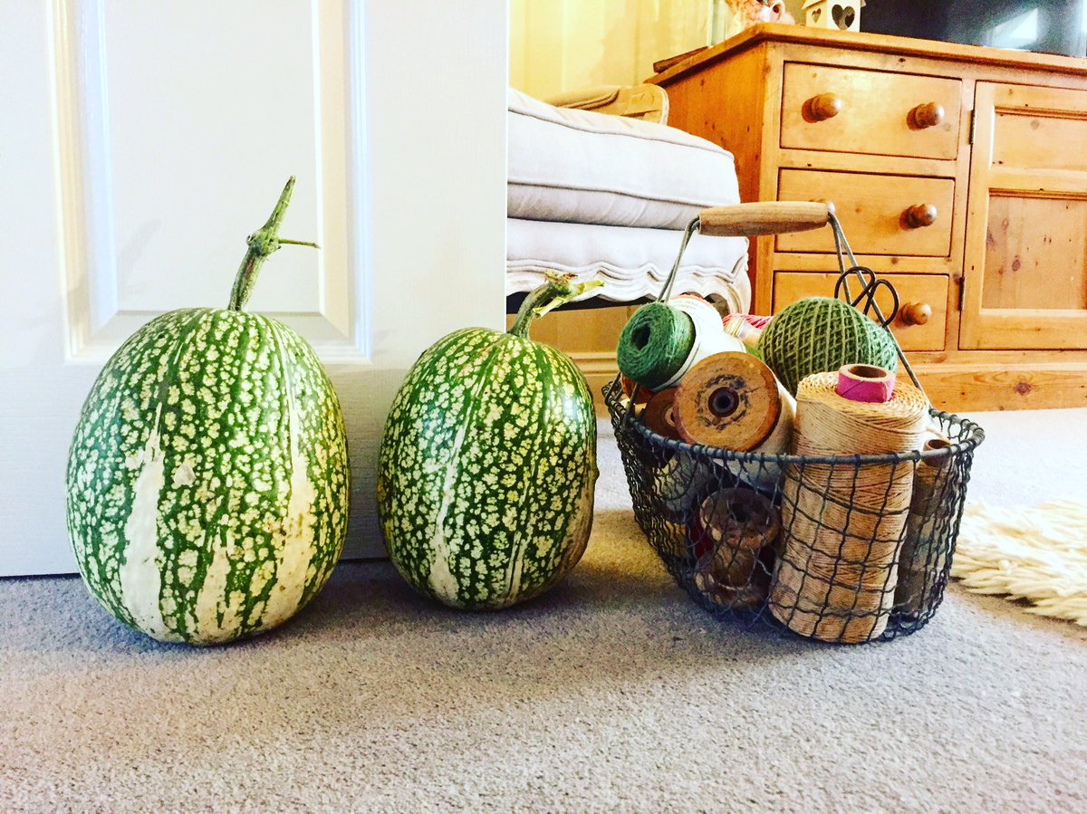 JoyceBullock's tweet photo. Shark fin melon, make great door stops! #growyourown #autumnbooty https://t.co/OJ5fUNpSPr