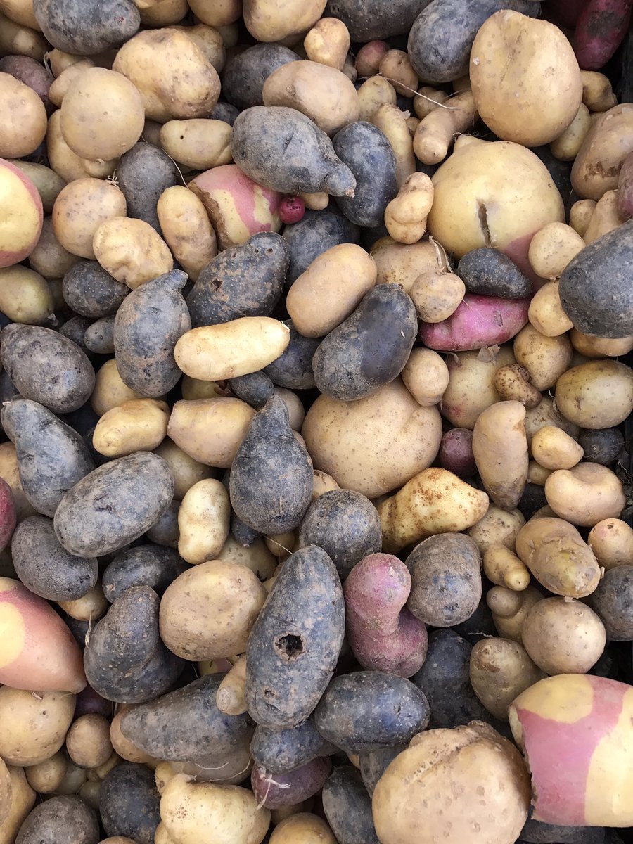 Fall market produce <a href="/UnSqGreenmarket/">Union Sq Greenmarket</a> #veggies #cooking without cooking #fallsalad