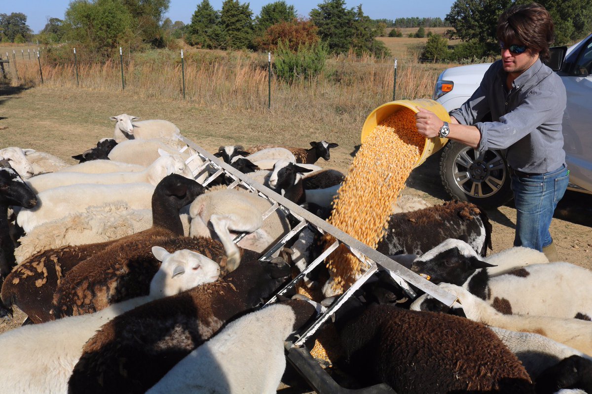 Morning feed at Home Place Pastures in Como Mississippi #farmlife #mississippi