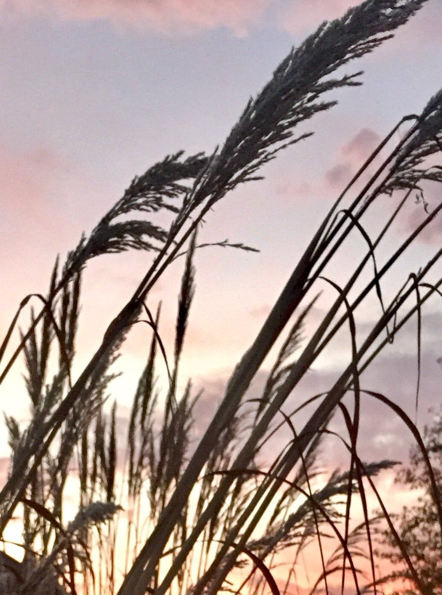Easydoesitdude's tweet photo. #NovemberBeauty #dawn #Ohio https://t.co/OJ8yAknIHM