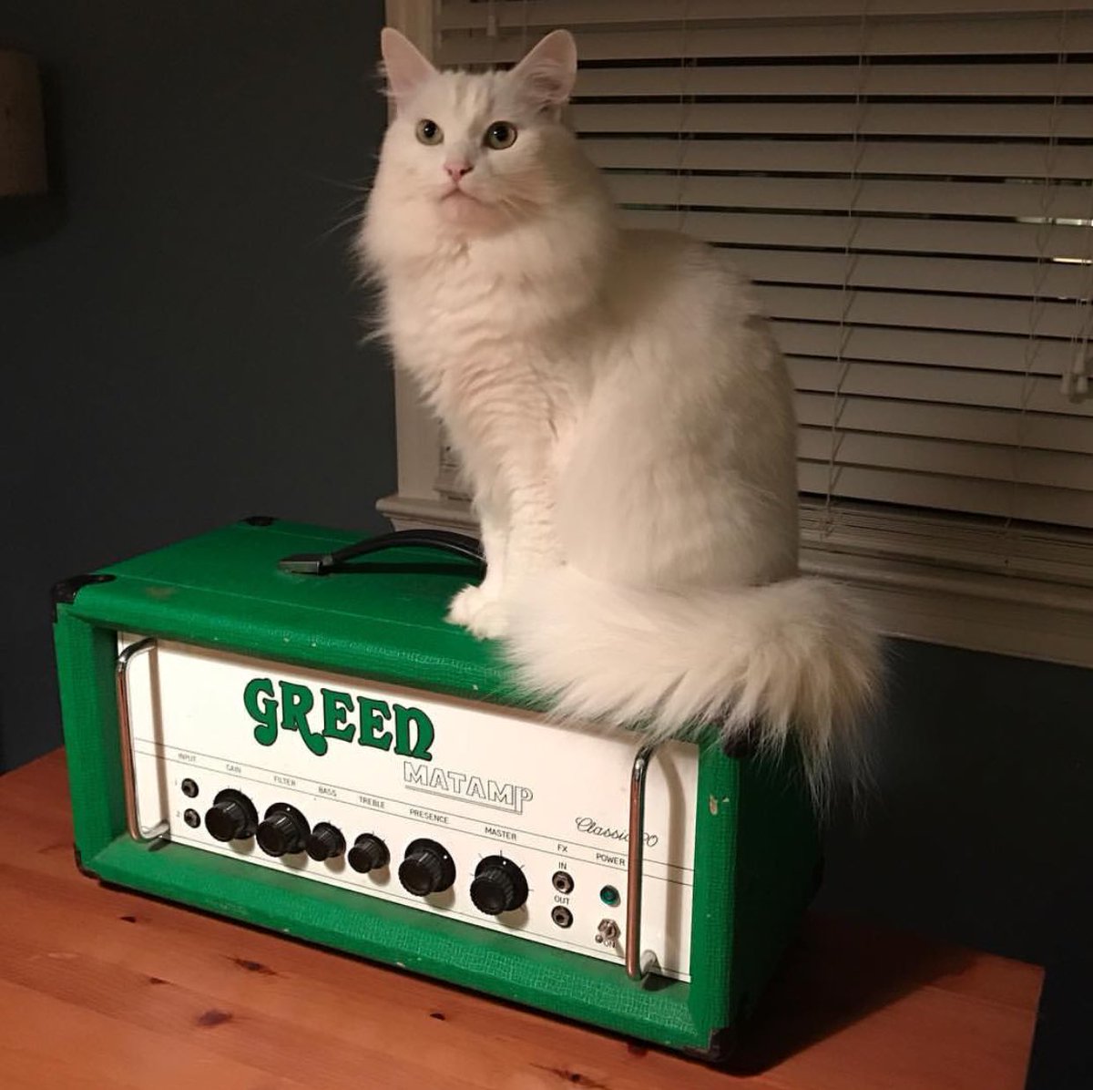 catsonamps's tweet photo. Vote Green Matamp! Thank you @the_adventures_of_sparkles @matampofficial #matamp #green #greenmatamp #votegreen #cats #sparkles #catsonamps https://t.co/tQuK8qfS1o