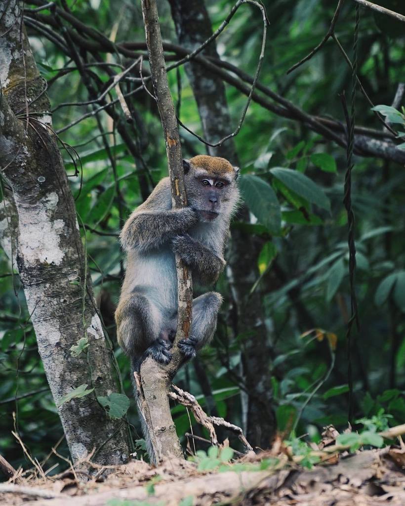 MartinaBisaz's tweet photo. I love that you can see monkeys everywhere here in Malaysia! 😻
-
#StarAllianceRTW #RoundTh… https://t.co/R3sMoxjr6S https://t.co/b4AB3KZry7