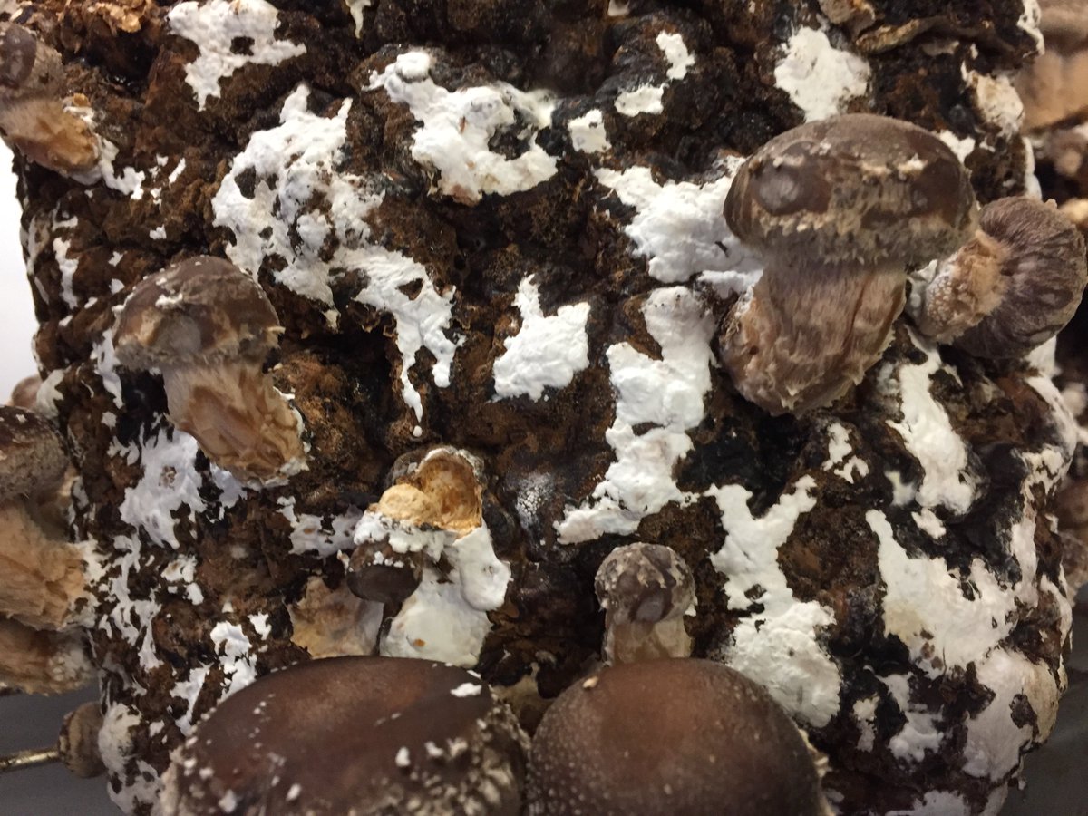 Cloudberry Digital tweet media