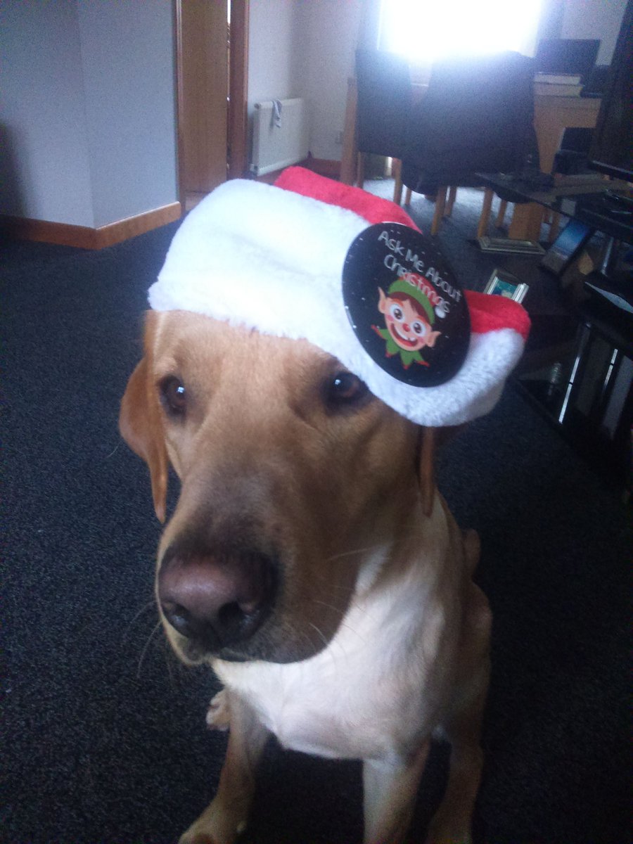 tt_solwaygate's tweet photo. We've even enlisted our pets to help push Christmas 😂 🎅 🎄 @ChrisvanceBFNI @SpencerGraydon @rickjhatton @AnnaGrochowals1 @Stacey_graham95 https://t.co/IuR6EkTshy