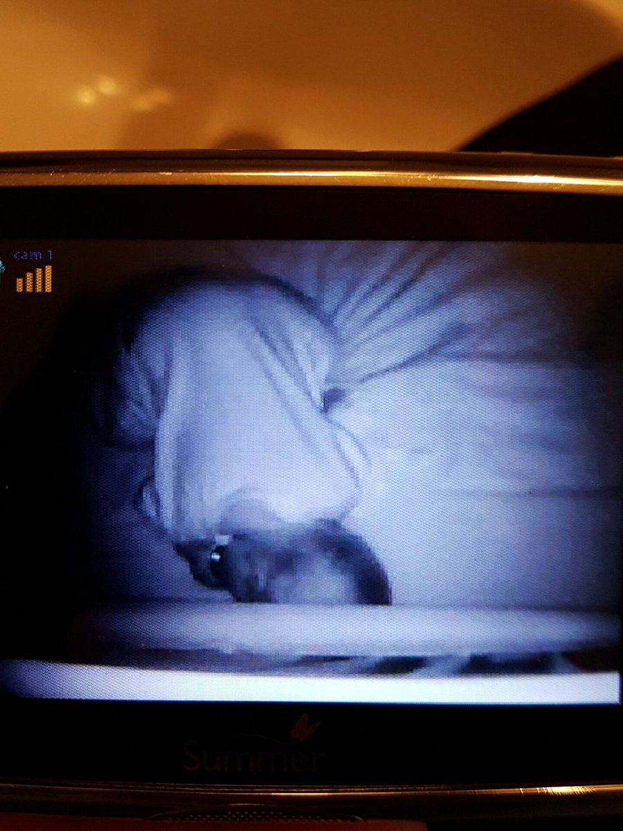 Island Mama tweet media