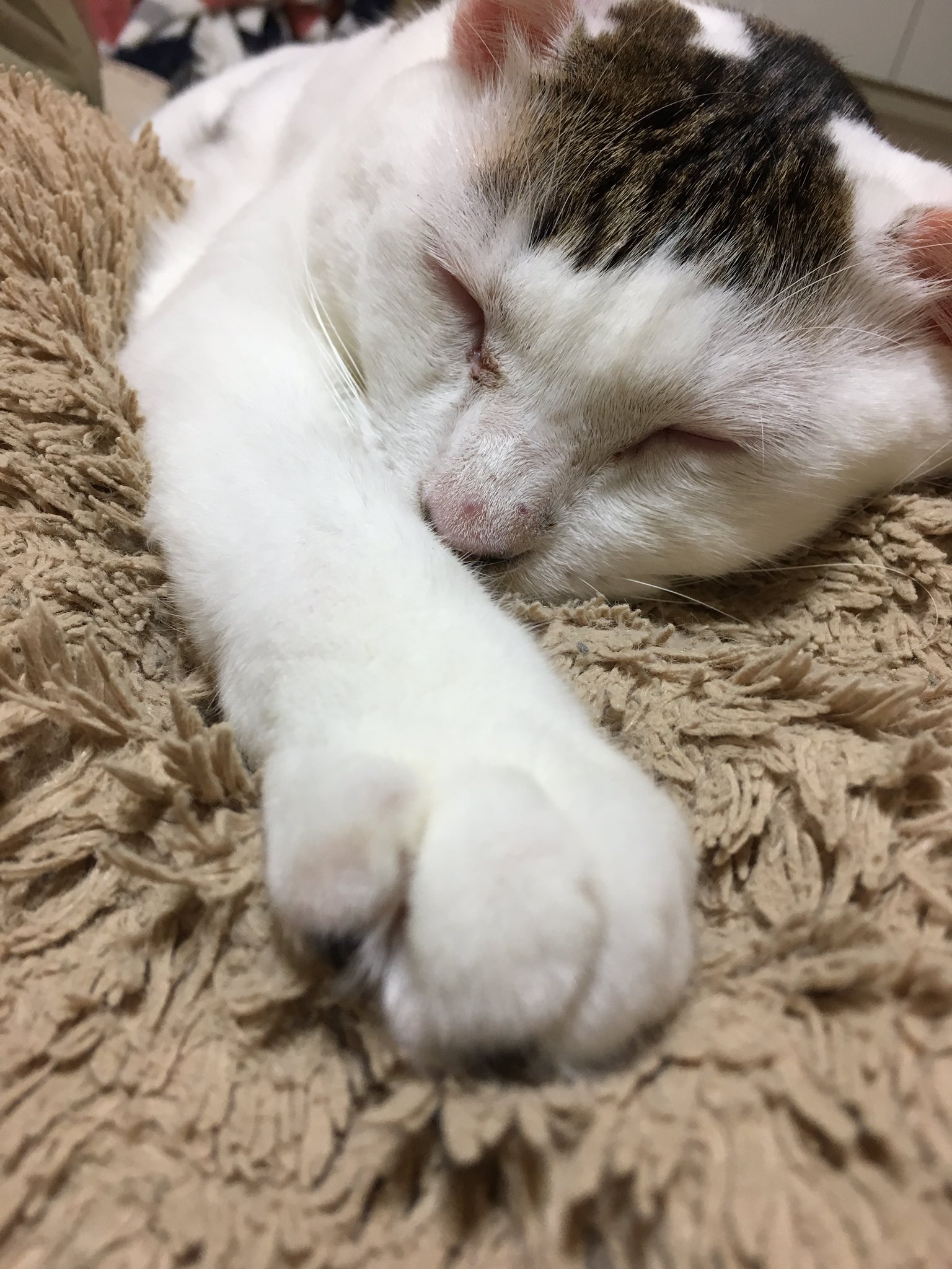 百成 瑛 顔汚いし鼻の頭にオデキできてるし みゅうみゅうや かわええのう 頭のオデキきになるなー 病院連れてかなきゃなー 皮膚ガンとかだったら大変だから T Co Dlalkc0ku1 Twitter