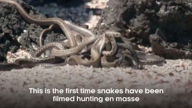 BBC Earth on Twitter: BBC Earth on Twitter: