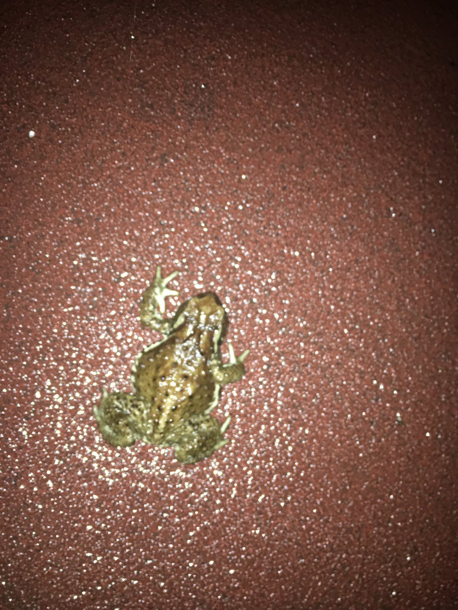 シアターノルン