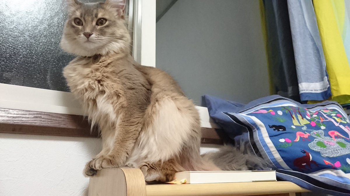 ミレイ ソマリブルー美鈴 みーちゃま胸毛ふっさふさ Q 生後11ヶ月だけど もう成猫だ 猫 ソマリ 猫好き 猫好きさんと繋がりたい Catlovers あなたがtwitterを続けている理由 ペットスナップ ミレイ ソマリブルー美鈴 みーちゃま胸毛ふっさふさ Q 生後11ヶ月だけど もう成猫だ 猫 ソマリ 猫好き 猫好きさんと繋がりたい Catlovers あなたがtwitterを続けている理由 ペットスナップ