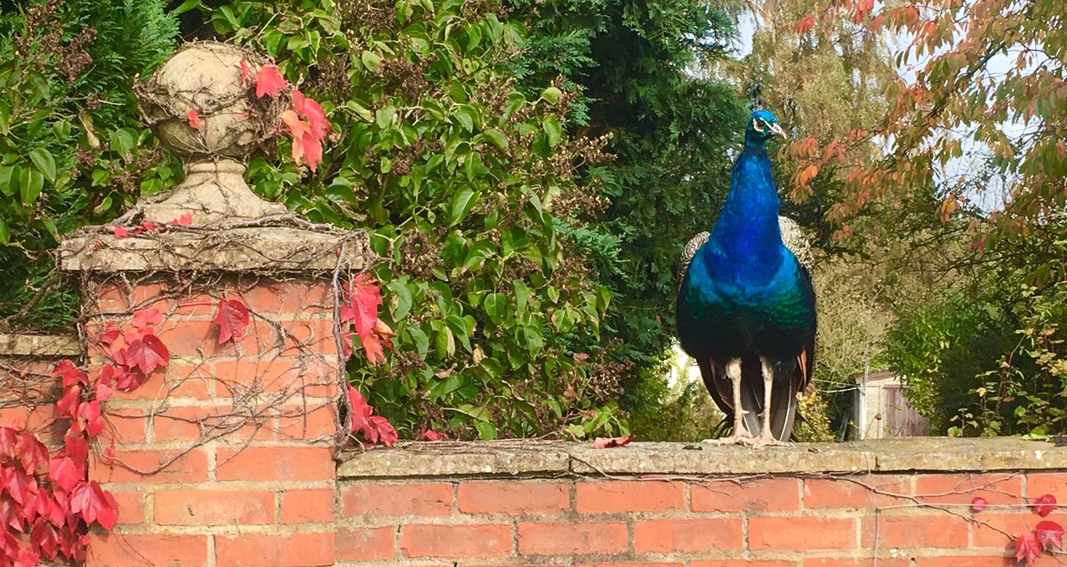 Our resident that overseas the deliveries for us here at Sovereign Spirits.... #nosybird