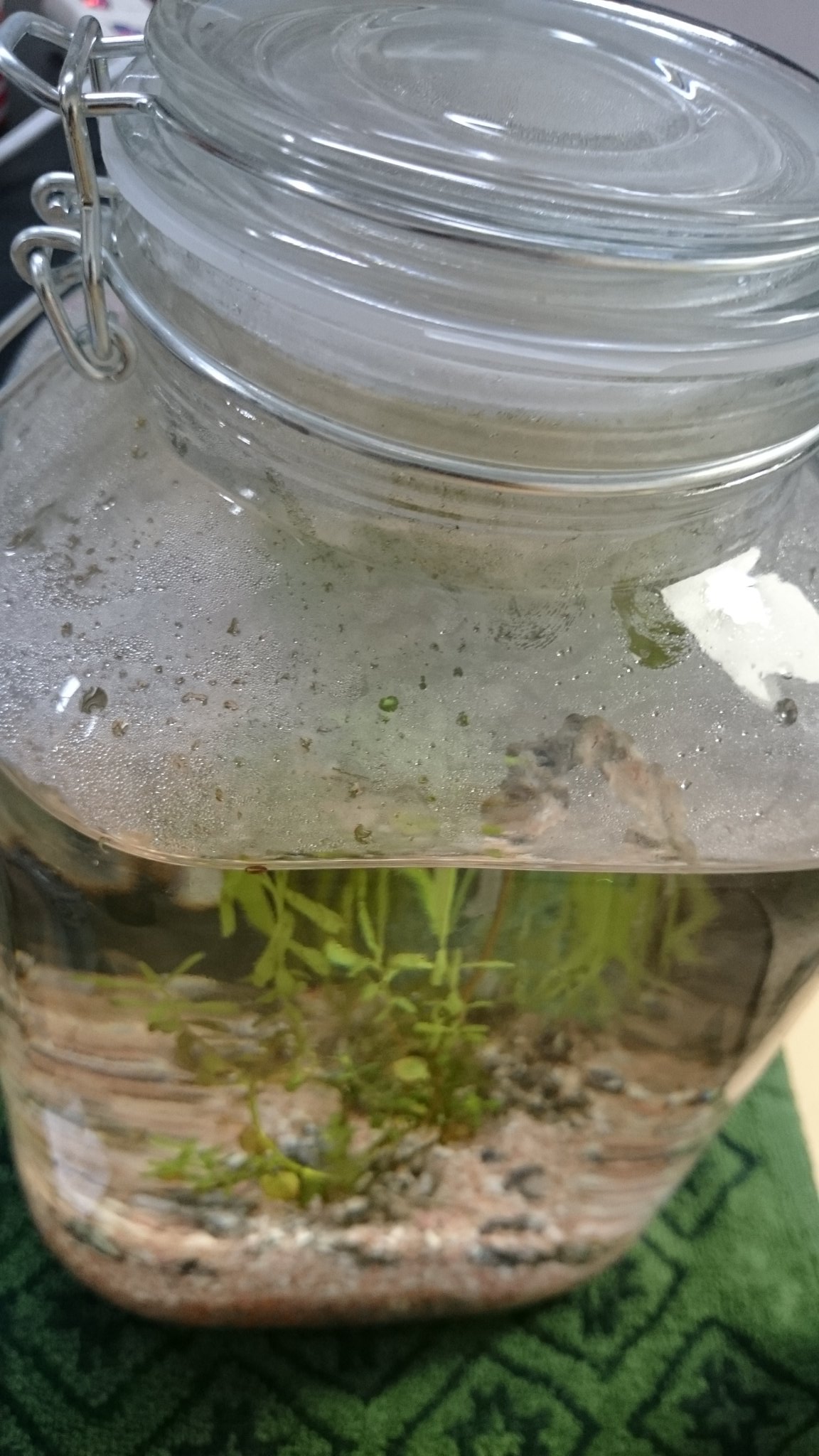 ベタ垢 Ar Twitter メダカ３匹とヤマトヌマエビ１匹 水も濁らず水草 お魚たち共に調子が良さそうなので密閉してから2日目 水槽と違ってうっかりや地震で倒れたら心配なのでこのまま自然の循環が上手くいってくれたらいいと思う メダカ ヤマトヌマエビ ボトル