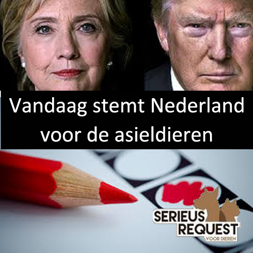 Stem vandaag voor de asieldieren! goo.gl/F2yjgm