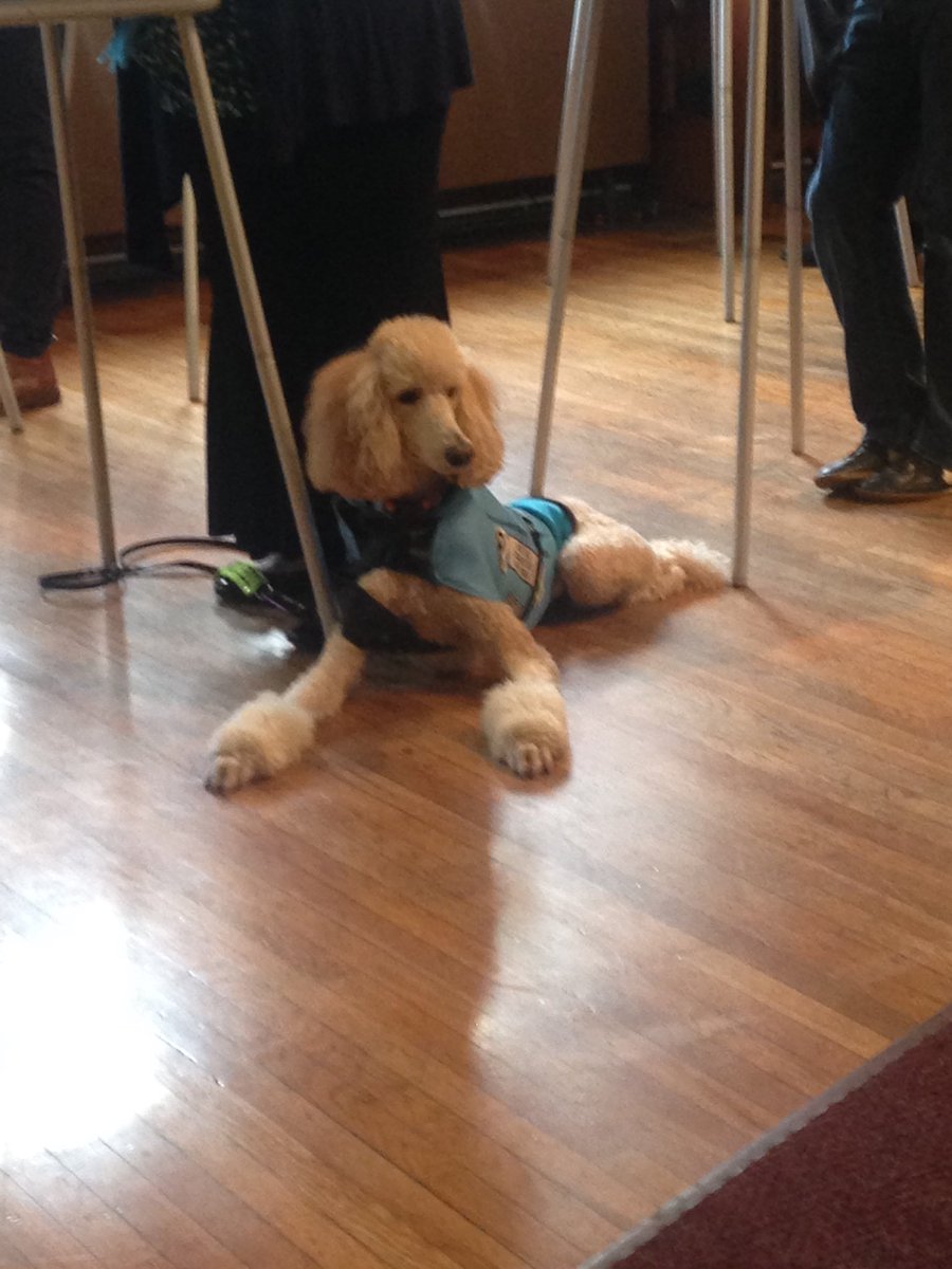 daisyhernandez's tweet photo. A voter brought a service dog and the #electionCat is on alert. #electionDay https://t.co/QhxjCpXI5P