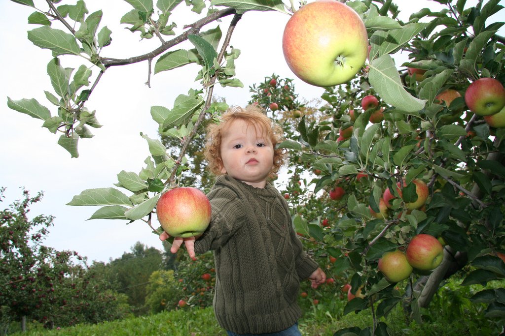 Get yourself out while the apples aren't frozen! #pickyourown #applesfordays