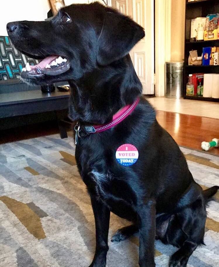 lucydobetter's tweet photo. Was able to vote 37 times in #Philly before Trump's poll watchers showed up. #ImWitHer #VoterFraud https://t.co/yNNgSfw6yx