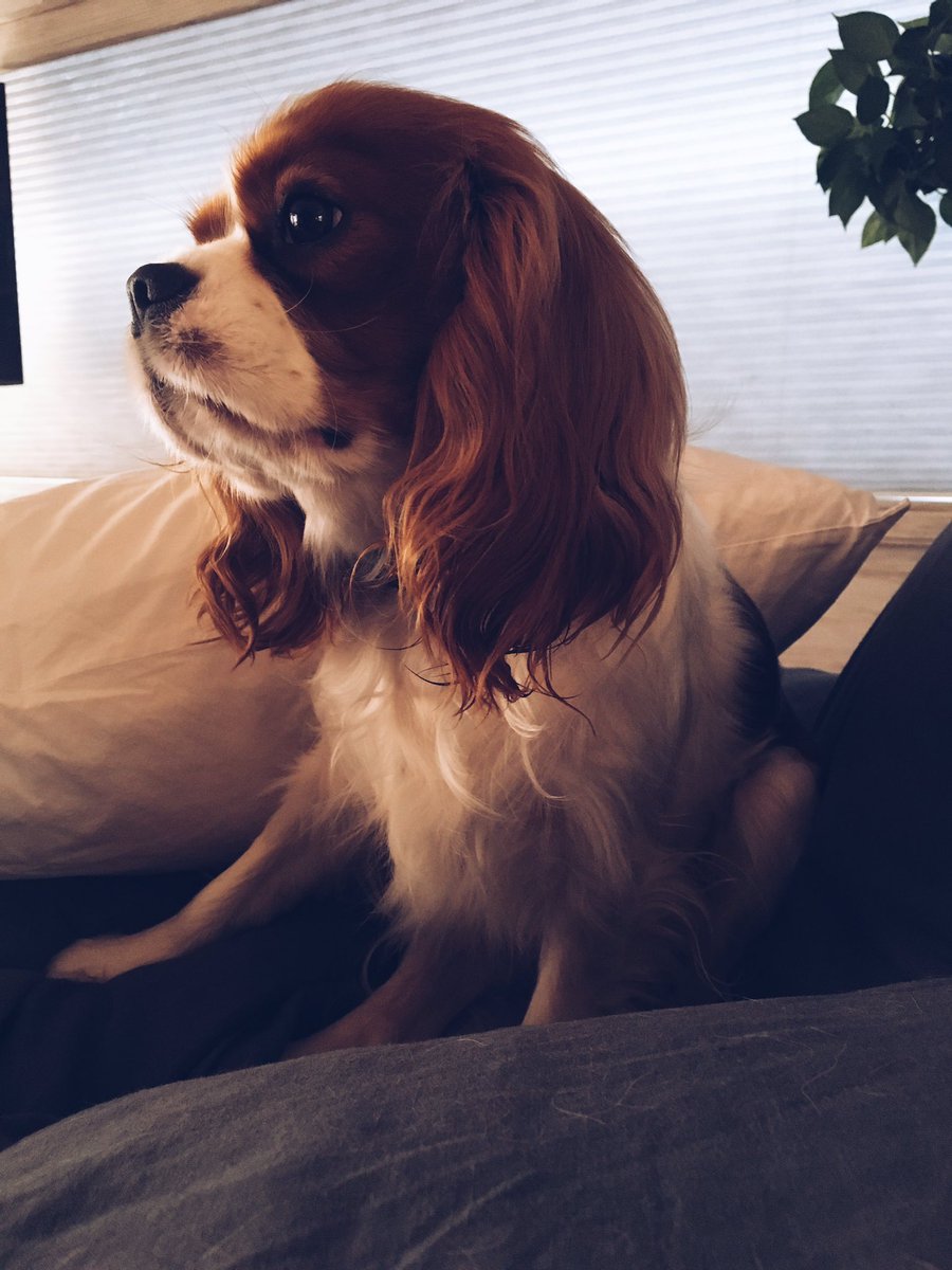 CavalierMateo's tweet photo. Morning bliss #puppylove #cavi https://t.co/DHYbjYx3He