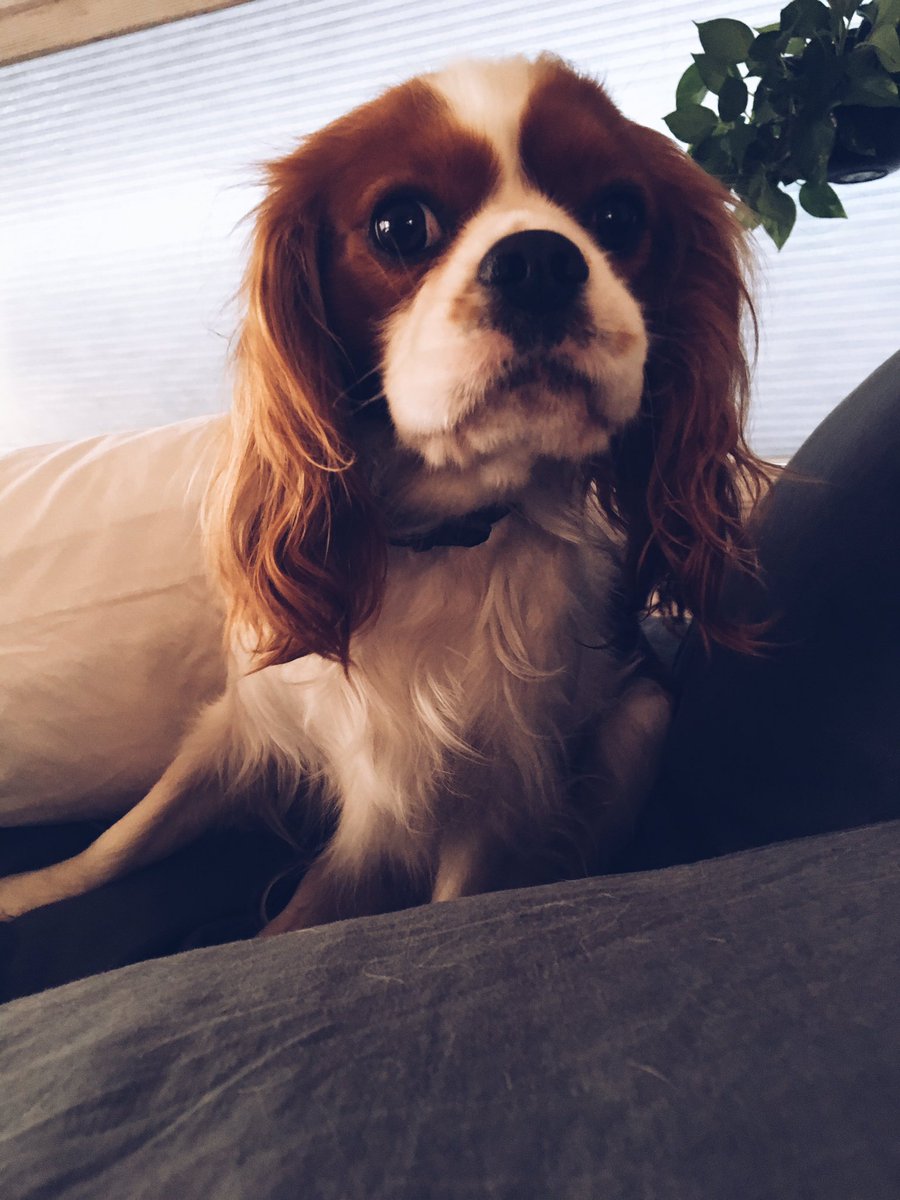 CavalierMateo's tweet photo. Morning bliss #puppylove #cavi https://t.co/DHYbjYx3He