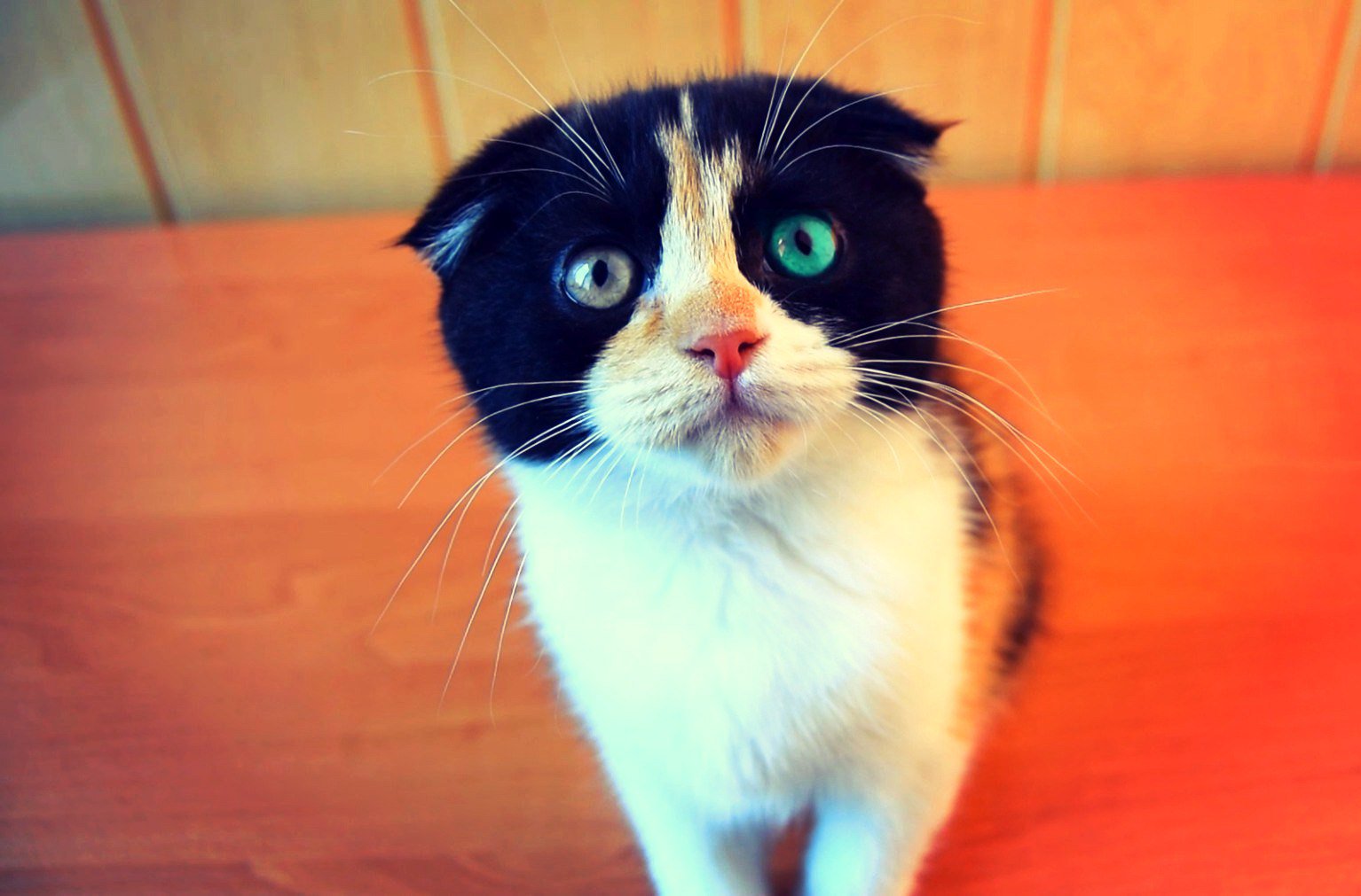 Локи котик