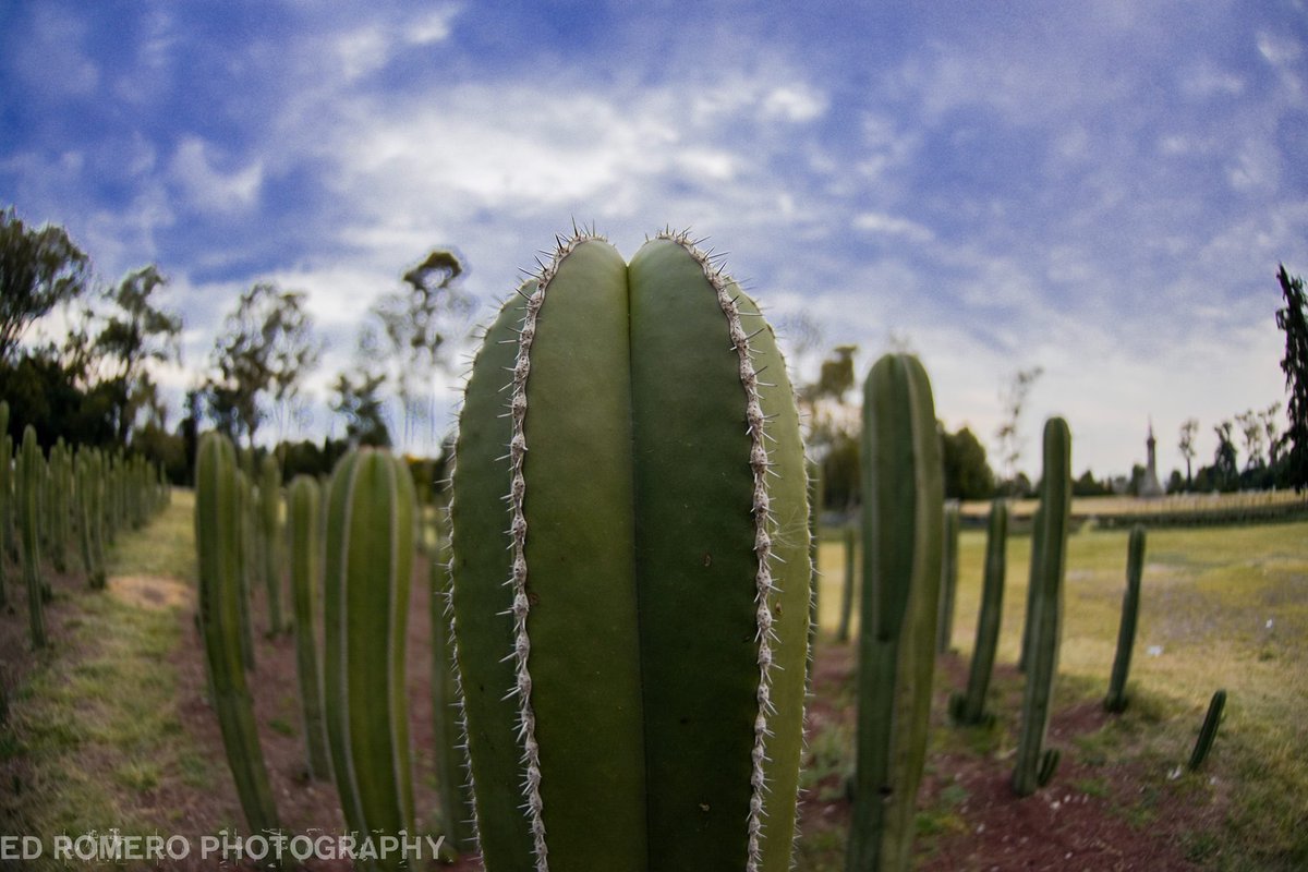 Ed_Romero_Photo's tweet photo. México lindo y querido #Ed_Romero_photography https://t.co/c0AfBu84qr