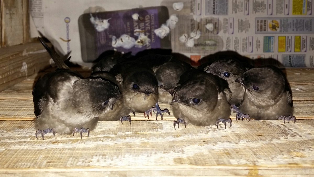 MRLiberati's tweet photo. More baby bird pictures as promised!

#chimeyswifts are an incredible species (and adorable)

#science4sanity https://t.co/rJKWW9CUgg