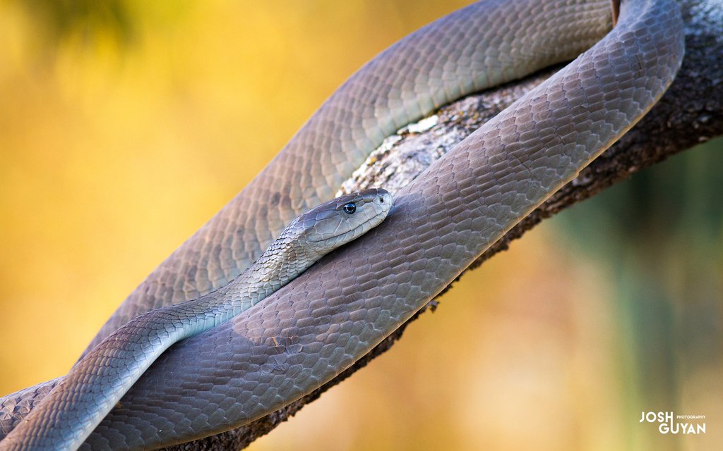 Greg bakirtzis mamba