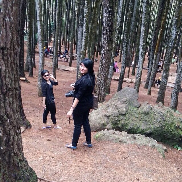 #hutan #pinus #imogiri #jogja #yogyakarta #beautiful #place