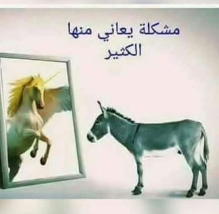 Net1Sabah's tweet photo. بدون وصف https://t.co/0erG9F68Ec