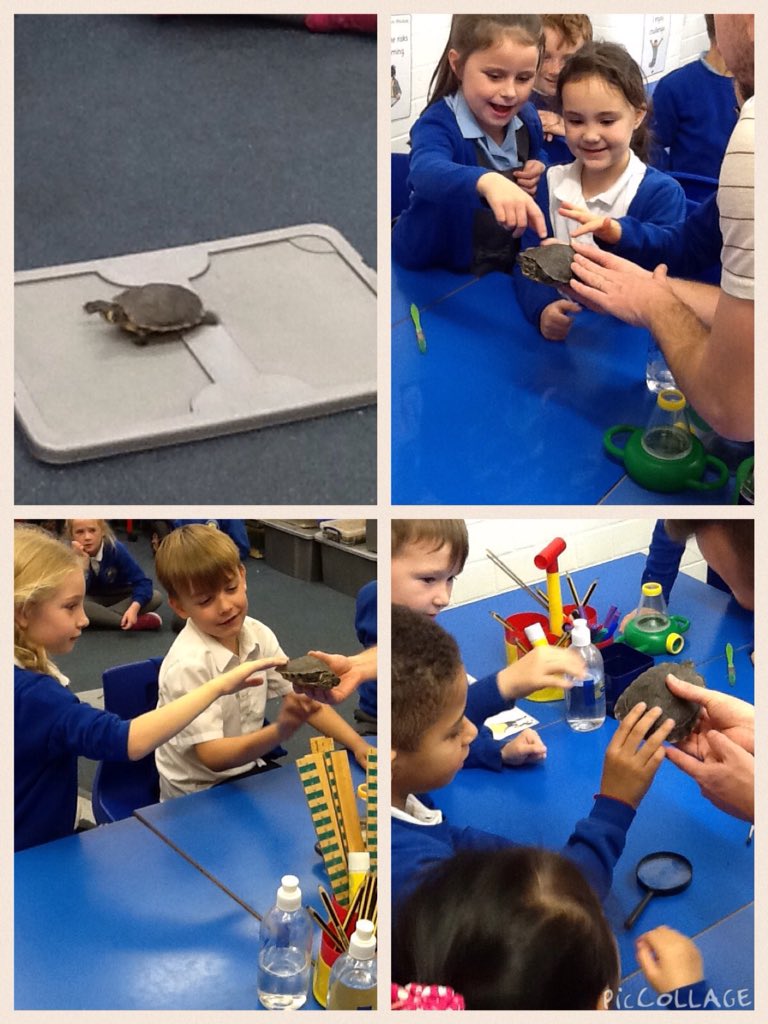 Class 6 meeting a turtle #wildworkshops