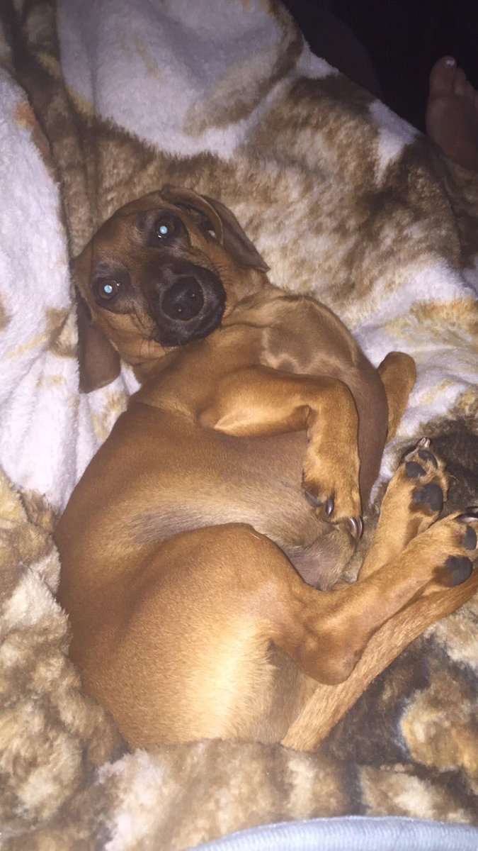 halswett's tweet image. Schnitzel for President 2016 #writehimin