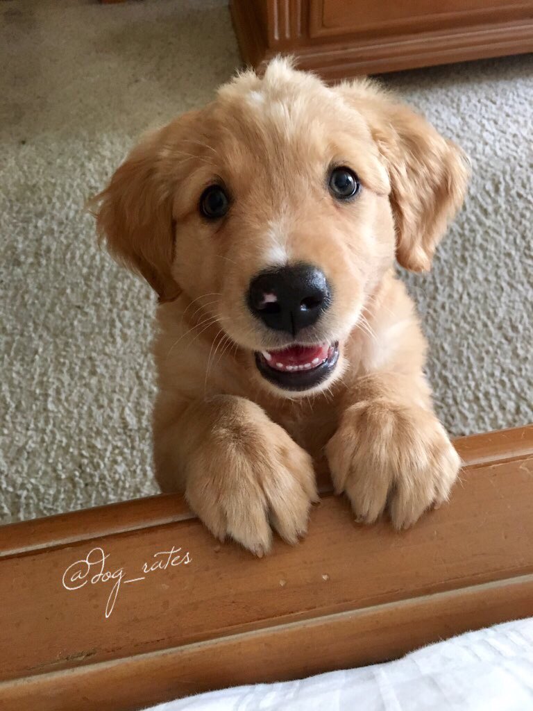 dog_rates's tweet photo. This is Daisy. She's here to make your day better. 13/10 mission h*ckin successful https://t.co/PbgvuD0qIL