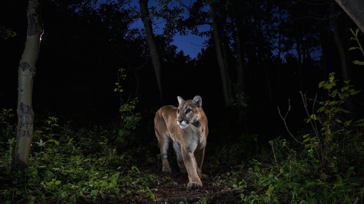 notlockeduplil's tweet photo. Look how beautiful these camera trap image are!!!!! #trapimage #ZooWat16 #sciencefriday https://t.co/lCBY81g6pL
