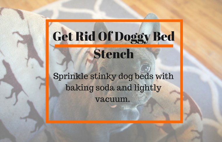 orangecleanct's tweet photo. Love your pooch but hate dealing with some of the smells they leave behind? This nifty cleaning trick will help fight pet odors. #doglovers https://t.co/QUXUIxmCfZ