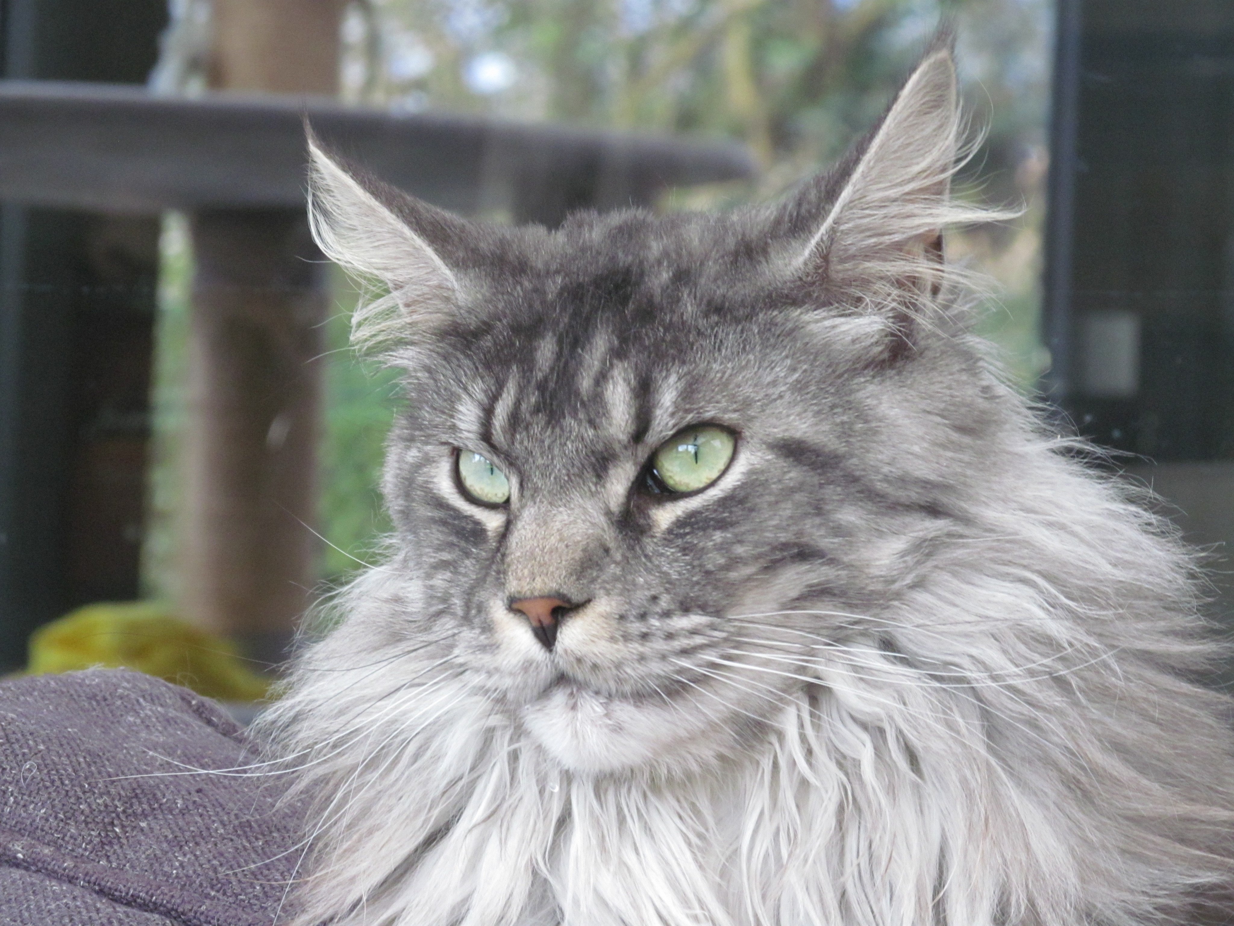 Mane comb cat cheap