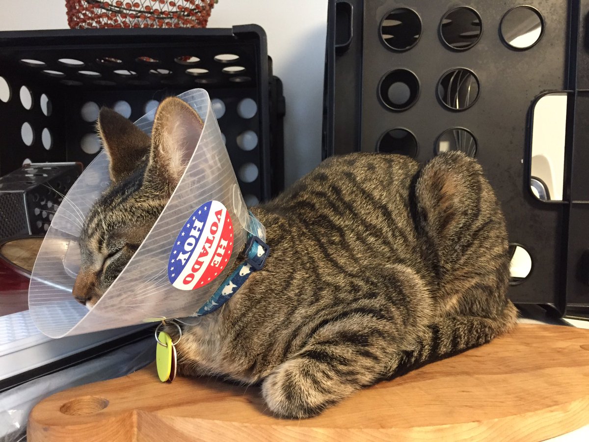 theholeeric's tweet photo. There have been reports of PA voter fraud #CatsForClinton #catsforHillary @HillaryClinton #Election2016 https://t.co/GrFco4ody3