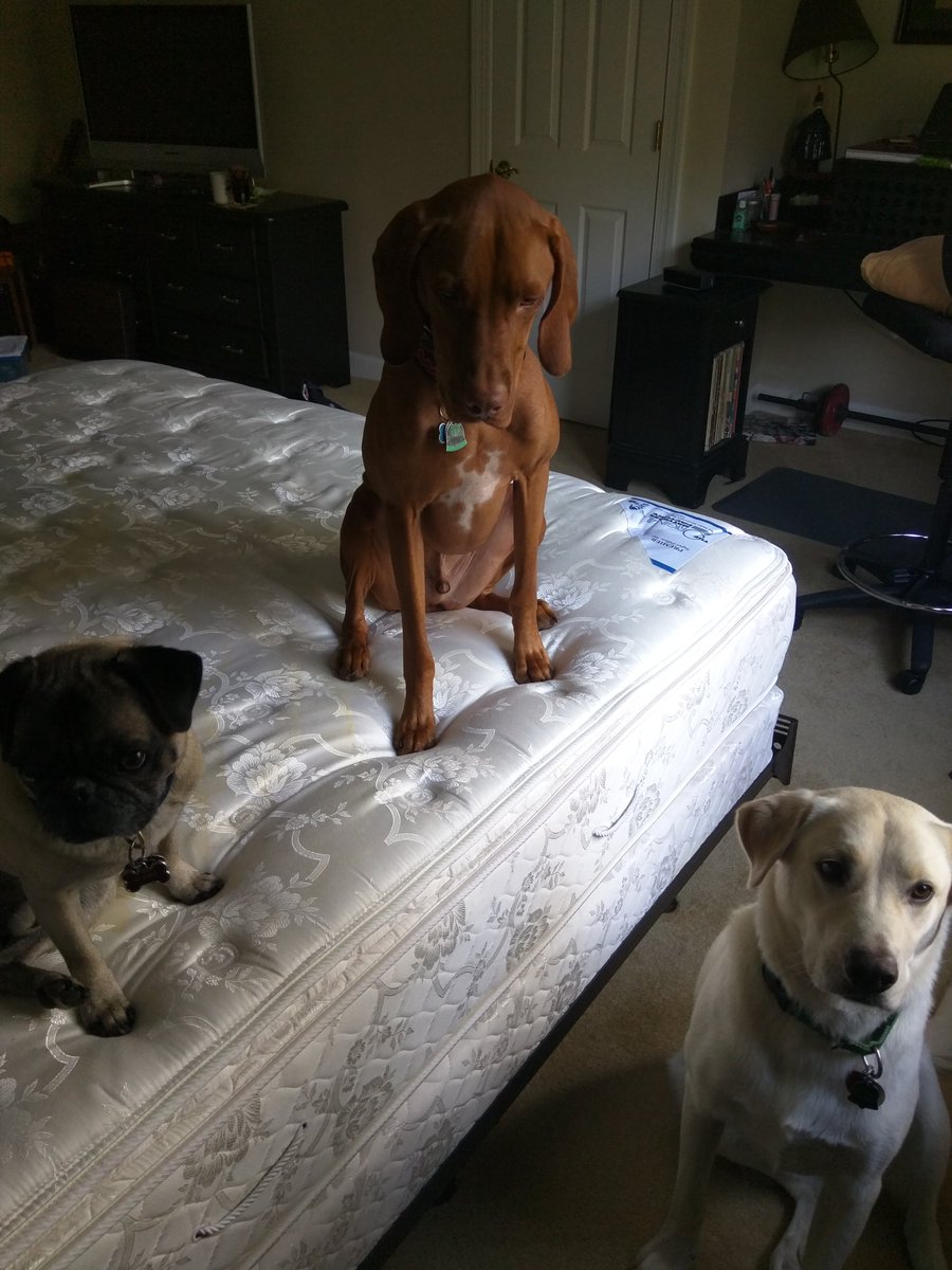judeicialreview's tweet photo. @DeusExRequiem @UnbelievablePod @PhoebeTyers I don't know what I'd do if one of my boys walked off into the woods to die😿 #ChangingSheets https://t.co/EjsyxDSJLl