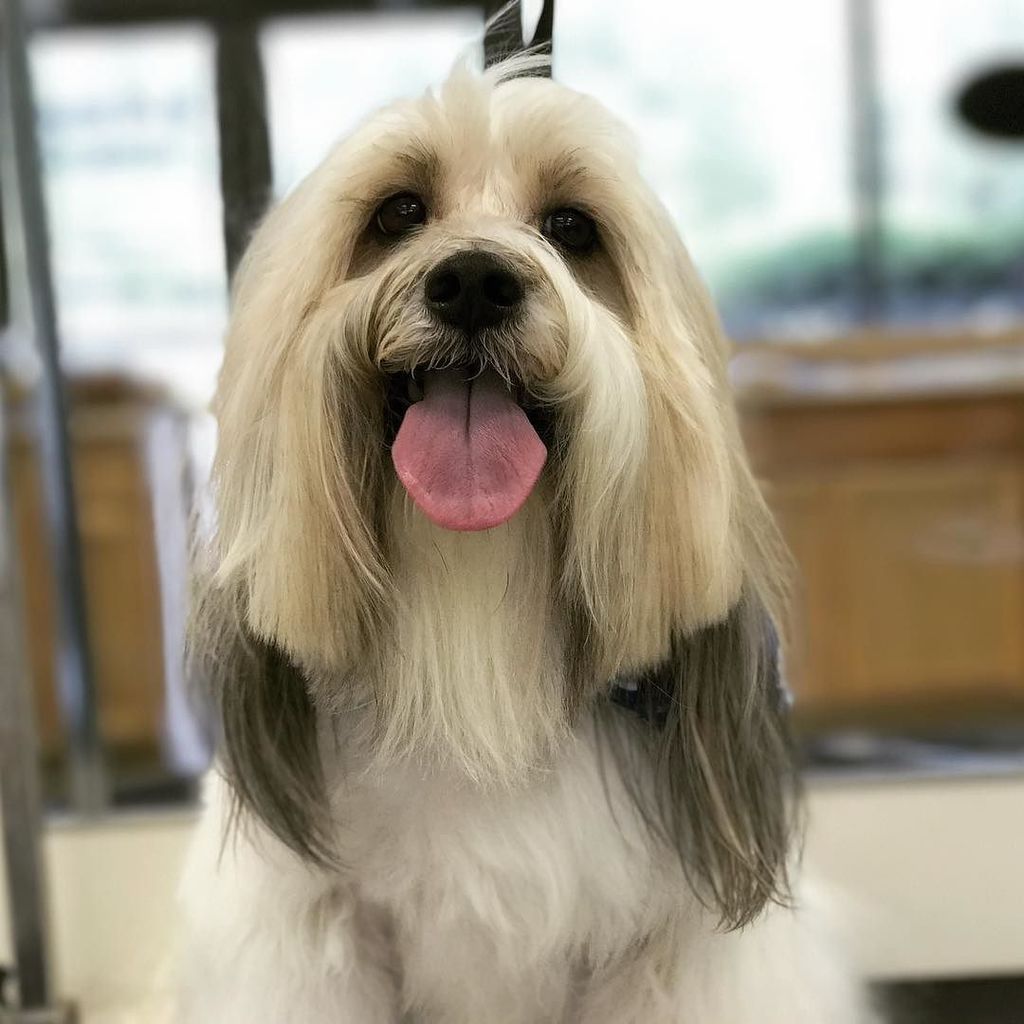 Chrismtrotter's tweet photo. #shaggydogsgrooming #dogs #grooming #pets #doggrooming #instapet #instadog #dogsofinstawor… https://t.co/kbYJo36tL5 https://t.co/jEpPARznRd