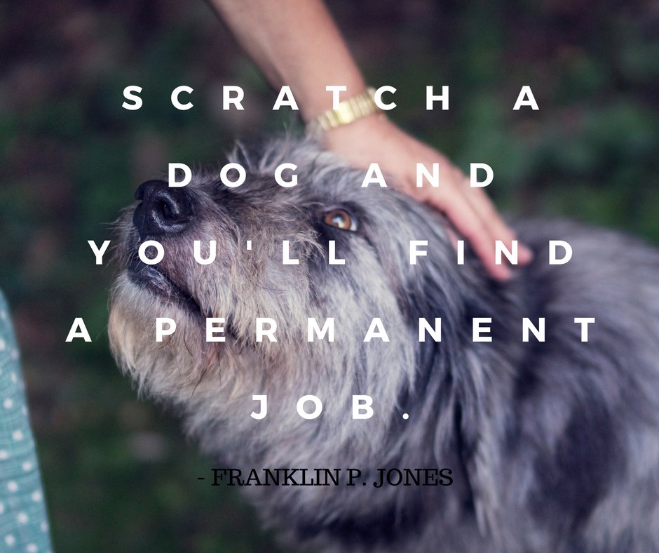 I love my job! Don't forget to scratch your dog. #myifitbarks #dogcollar #petspiration