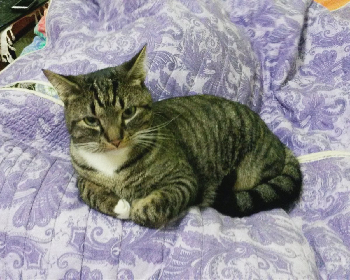 CanExplore's tweet photo. 9. Love owls, but would take my cat Ozzie - he'd be the coolest cat in the Castle! ππ± @AnjaWintour @mnetmovies #MovieNightWithGG https://t.co/BgYkDOkiPK