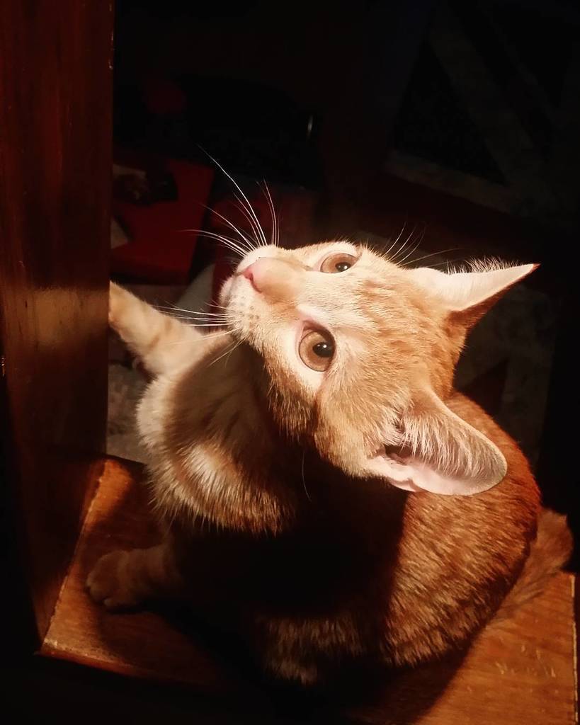 NeiraNina's tweet photo. Małpiszon.
#Arseniusz #rudamałpa #kot #kocię #koteł #kotek #instakot #cat #instacat #cats… https://t.co/XXESJjLd5X https://t.co/UNDPjC8AKU