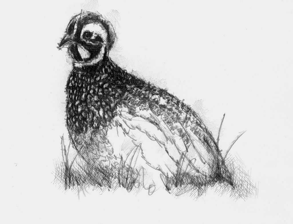 Quail Lovely markings on this little quail 1086 © art, drawing, quail, sket...