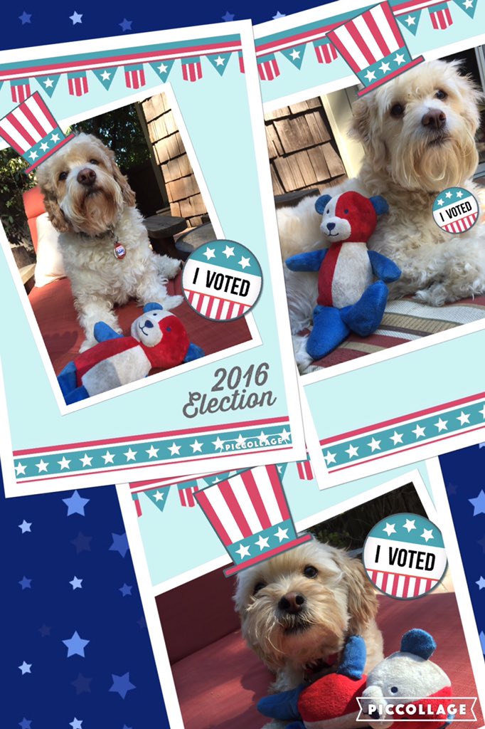 AmySmallmanWins's tweet photo. @TheEllenShow  #dogsforhillary https://t.co/3yvWWpmwb4