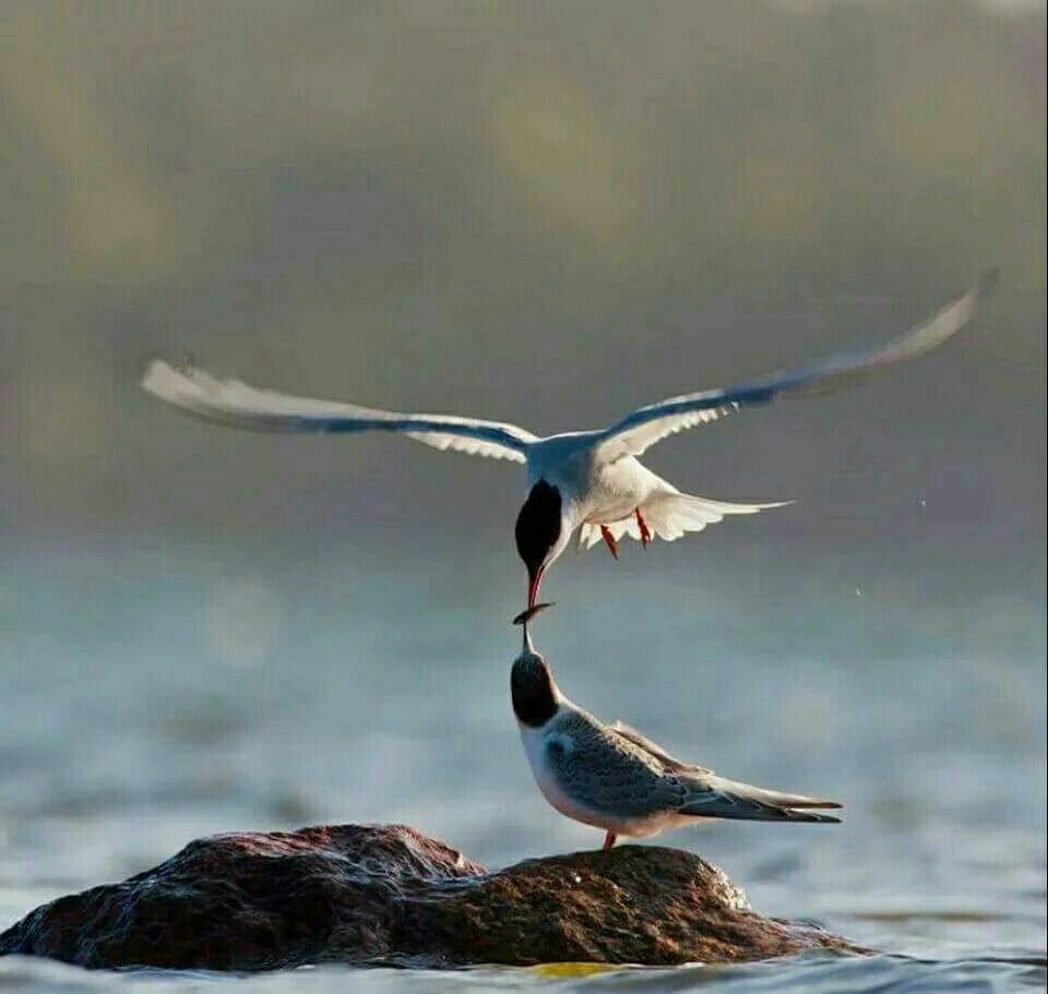 💭🍓الأفعال هي التي تؤكد صدق المحبة . . . أما الكلام فالجميع يتكلم🌸🍃