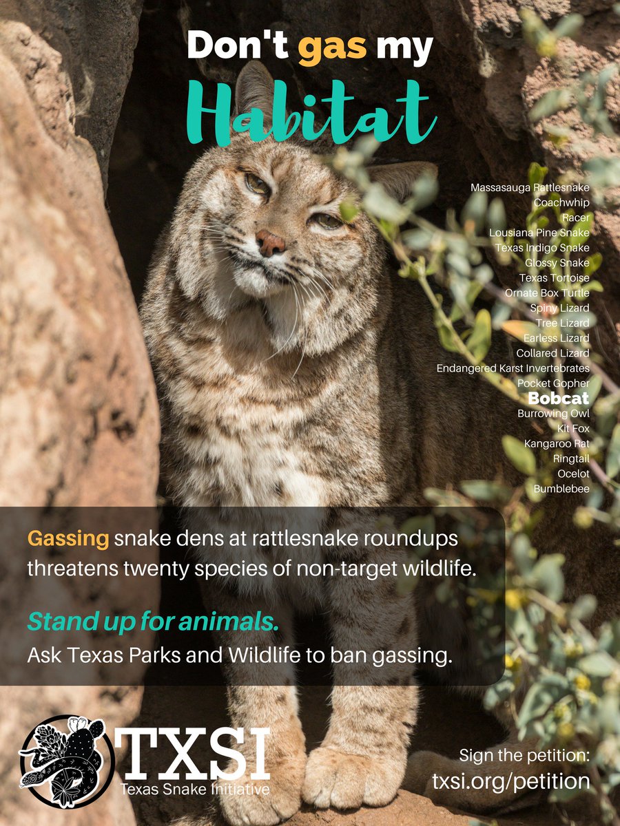 Texas_Snakes's tweet photo. The gassing of rattlesnake dens for roundups affects more than just snakes. Tell TPWD that you oppose gassing here: https://t.co/s68U7XB2kA https://t.co/6fidYhy9gf