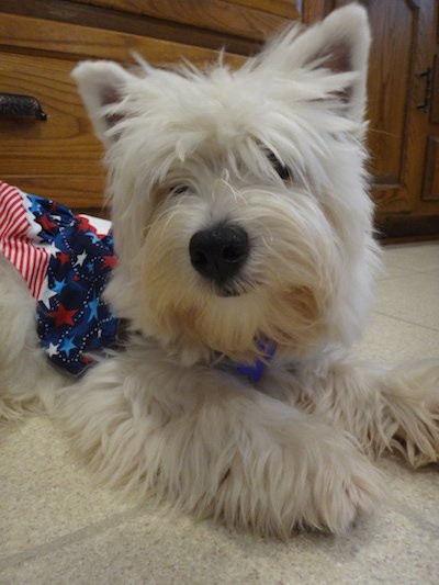 kinleywestie's tweet photo. Happy #ElectionDay! Hope we can call @HillaryClinton Madam President tonite! #imwithher #dogsforhillary #strongertogether https://t.co/bsOMIV8DnB