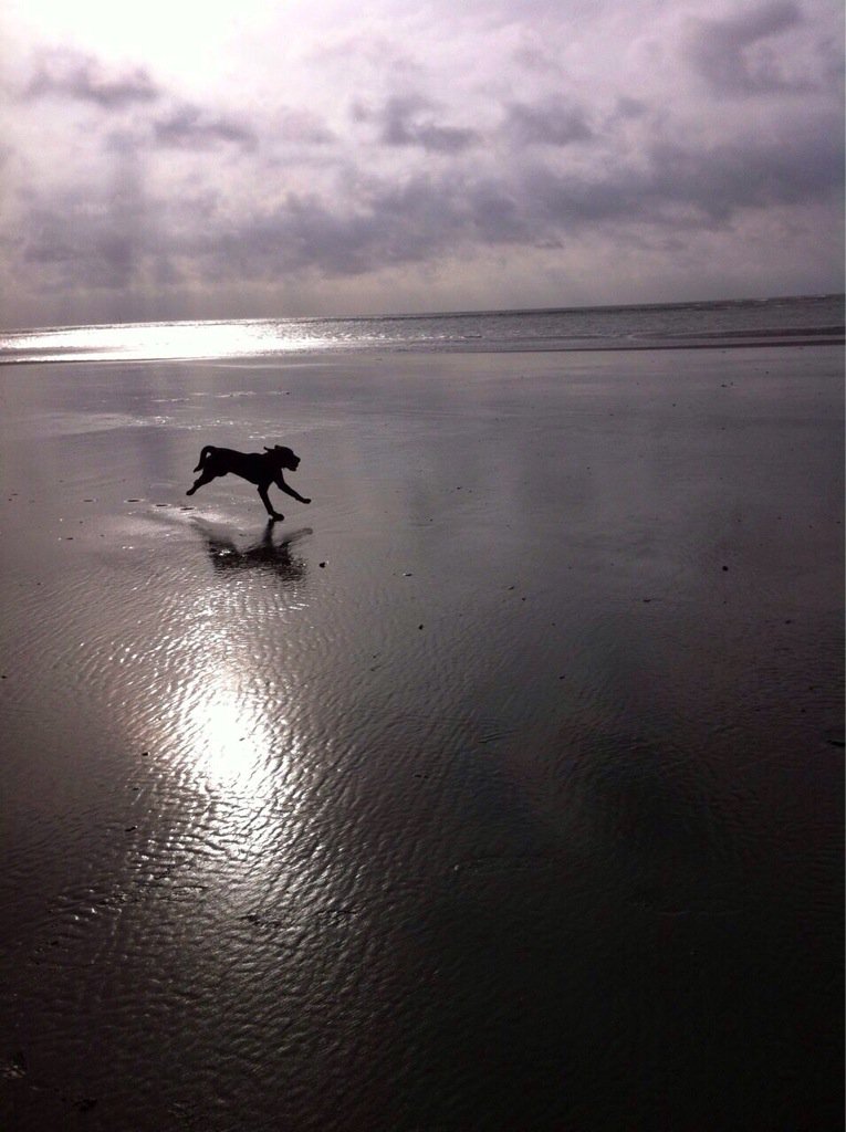 AHS_YearNL's tweet photo. @dhkcharity here is Ripley also enjoying the beach. https://t.co/EntBvV11js