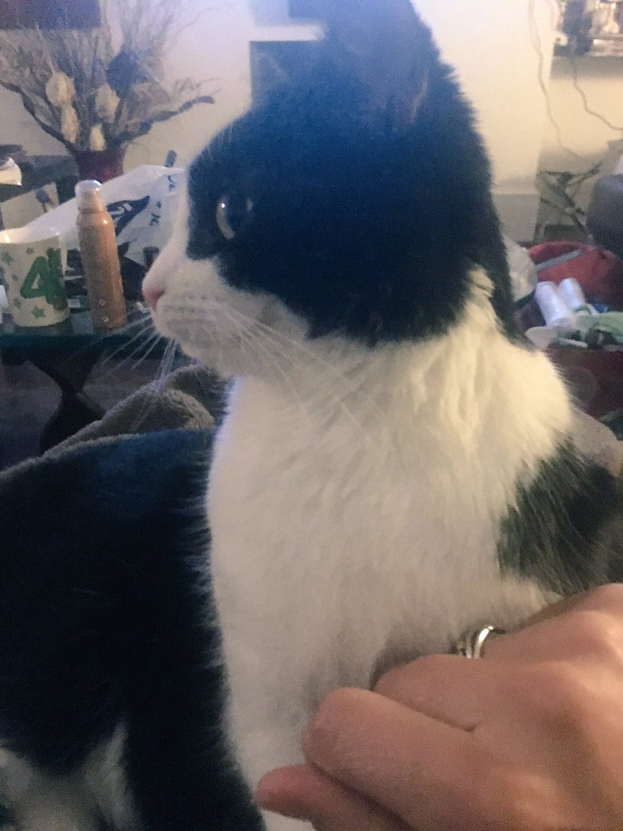lampwireslayer's tweet photo. Happiness for mummy and me. Snuggles on her lap on the cosy throw. She loves her cute baby girl 💕😻💕😻 https://t.co/q5PRVH33jV